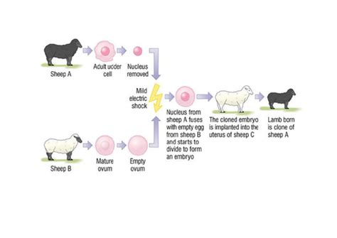 Adult Cell Cloning Factsheet Teaching Resources