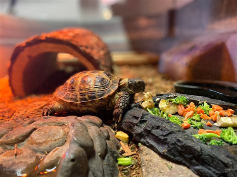 Diy Indoor Box Turtle Habitats You Can Build Today With Pictures