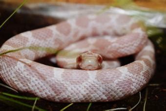 Cute Pet Snakes That Prove Reptiles Are Adorable Too Lovetoknow Pets