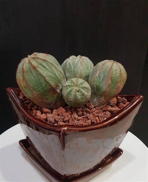 布纹球 Euphorbia obesa healthy seed grown Furniture Home Living