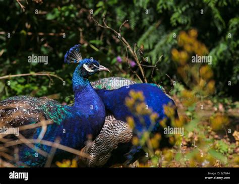 Two Peacocks Indian Peafowl In The Forest With Dark Green Background