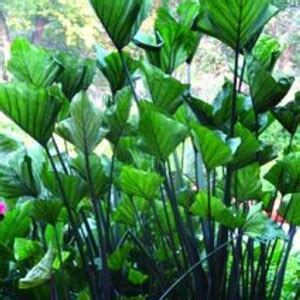 Beautiful Colocasia Bikini Tini Tropicools Elephant Ears Live Starter
