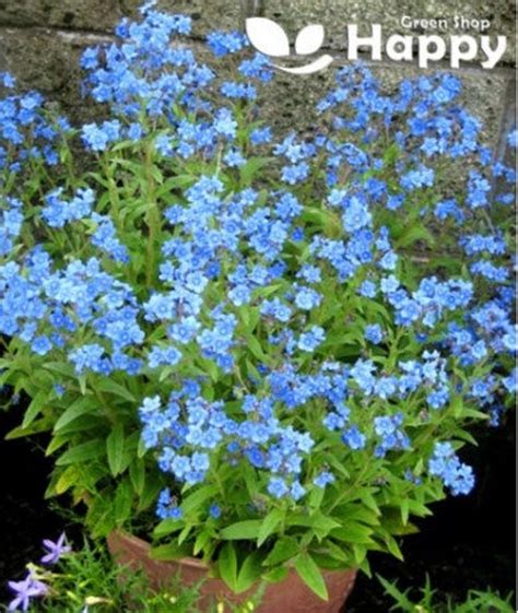 Chinese Forget Me Not Firmament 600 Seeds Cynoglossum Amabile Blue