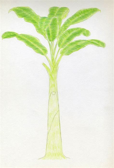 Learn To Draw The Fascinating Banana Tree Tips And Tutorials