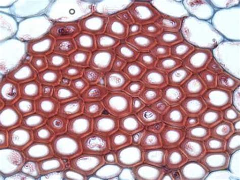 tissue biology wikipedia audio article youtube