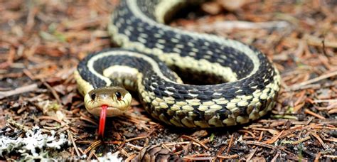 Services Virginia Snake Removal