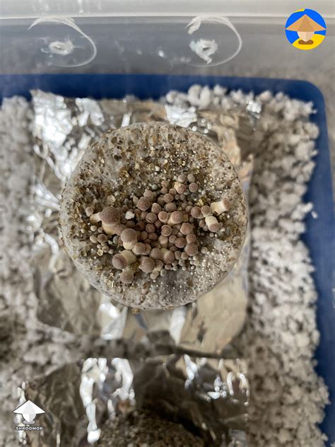 My Third Flush Is Coming Out Of The Top Of My Cake It Will Absolutely