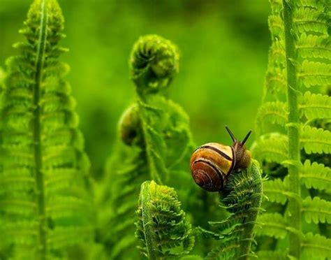 Ольга Назарук | Animals, Snail