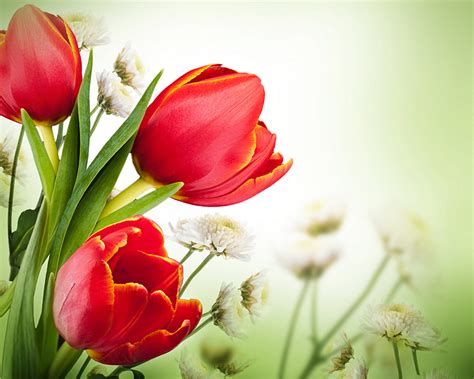 Bilder Von Rot Tulpen Blumen Drei Gro Ansicht