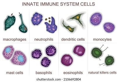 Set Innate Immune System Cells Vector Stock Vector Royalty Free