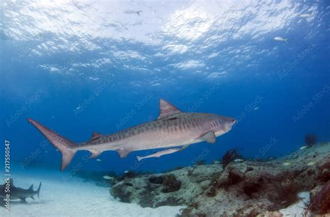 Tiger shark at Tigerbeach, Bahamas Stock Photo | Adobe Stock