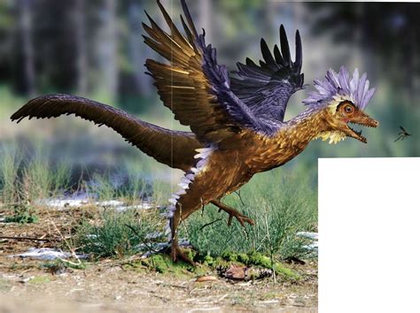 Archaeopteryx Il Nest Plus Lancêtre Des Oiseaux