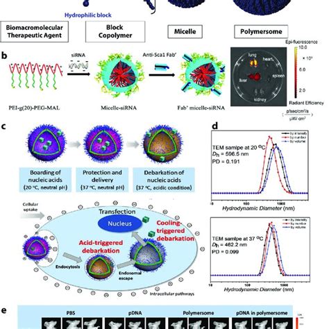 A Schematic Representation Of Polymeric Micelles And Polymersomes