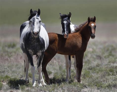 Caballos En La Florida Central Están Siendo Atacados Y Sacrificados Por