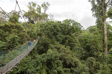 The 14 Tallest Trees In The World (& Where To See Them)