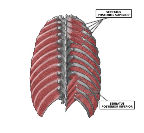 CrossFit | Thoracic Muscles, Part 1