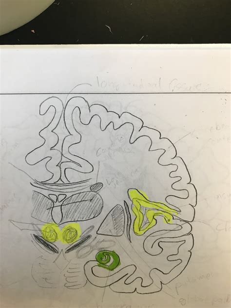 Coronal Cut Of Middle Right Hemisphere Lab 2 Diagram Quizlet