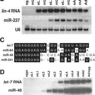 Temporal Expression Of The Lin And Let Mirna Families Throughout C