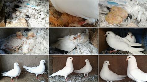 Day To Day Pigeon Growth 1 Year Progress Pigeon Growth Youtube