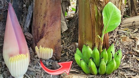 Best Method Growing Banana🍌grafted Bananas With Banana Root Youtube