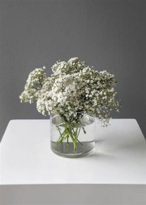 Baby S Breath Ubicaciondepersonas Cdmx Gob Mx