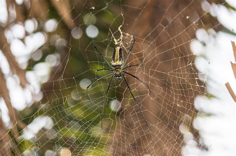 Premium Photo Gaint Wood Spider On A Web