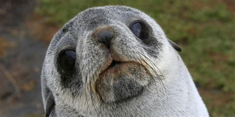 Seals Accused Of Sexually Attacking Penguins Graphic Video Huffpost