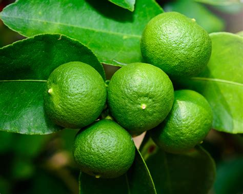 How To Grow Limes