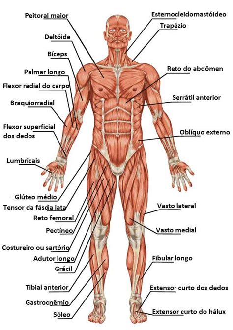 16 ideias de Corpo humano em 2022 | corpo humano, anatomia dos músculos humano, sistema muscular