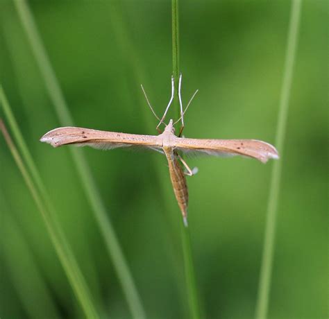 Pterophorinae From Pielisen Karjala Suomi On June 28 2020 By Maarit