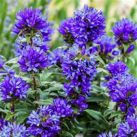 Campanula Glomerata