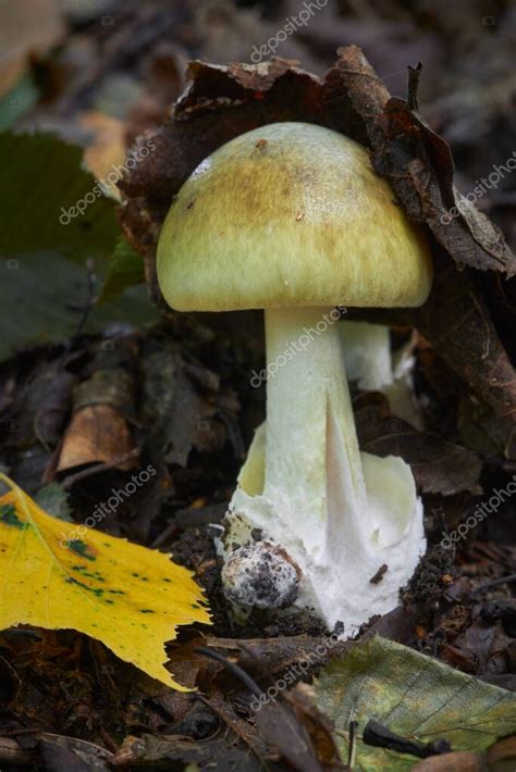 Amanita Phalloides Venenoso Ang Peligroso Hongo Nmente Conocido