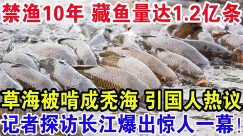 禁渔10年藏鱼量达12亿条，草海被啃成秃海引国人热议，记者探访长江爆出惊人一幕！ Youtube