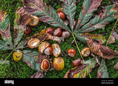 Fallen Conkers Horse Chestnuts And Leaves From The Horse Chestnut