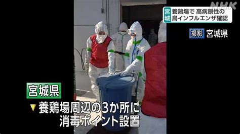 養鶏場で高病原性の鳥インフルエンザ確認 約17万羽 処分へ｜nhk 宮城のニュース