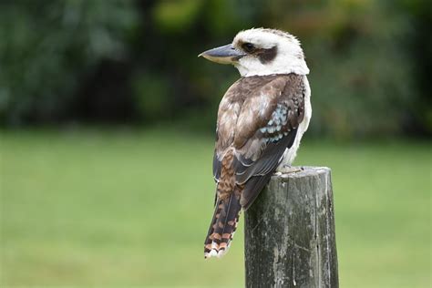 Kookaburra Australi Vogel Gratis Foto Op Pixabay Pixabay