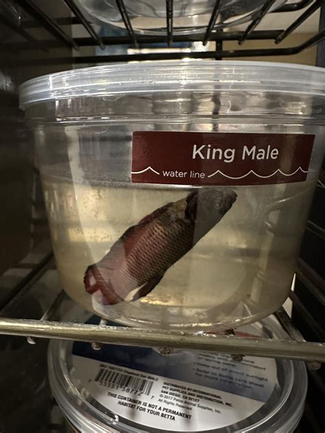 Why professional petco photos are better for your pet's portrait 12