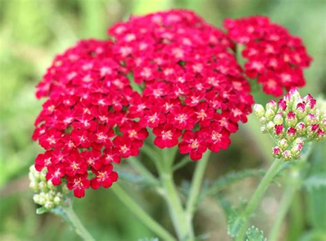 Купить рассаду Тысячелистника в Москве / Доставка