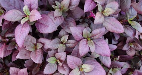 Little Ruby Alternanthera - Warm-Season Bedding Plant