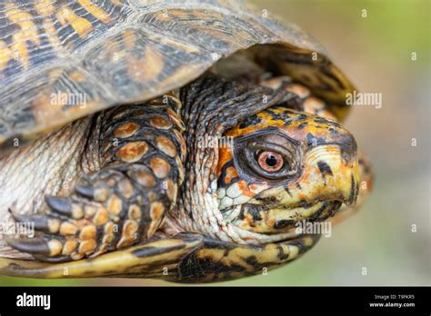 Closeup Of An Eastern Box Turtle Terrapene Carolina Stock Photo Alamy