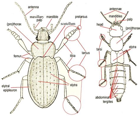 The Diagram Shows Different Parts Of A Bug