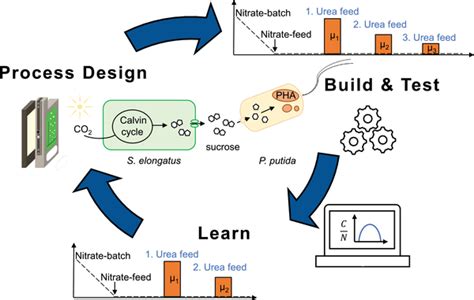 Design Build Test Learn Cycle For Coculture Engineering The Key