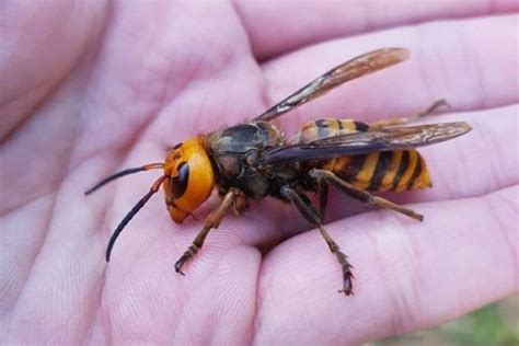 Vespa Velutina Mandarina Calabrone Giapponese