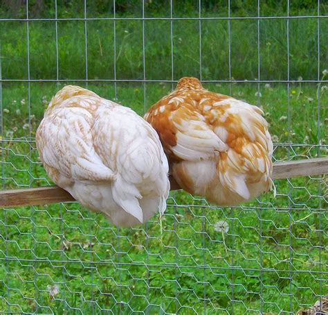 Golden Sex Link BackYard Chickens Learn How To Raise Chickens