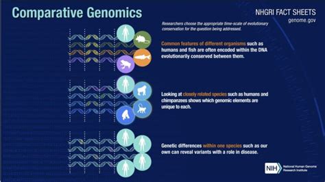 National Human Genome Research Institute Nhgri On Linkedin Comparative Genomics Is An