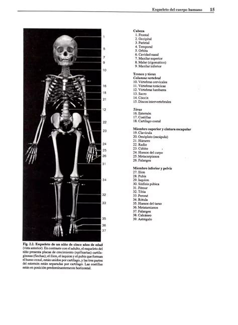 Atlas Fotografico De Anatomia Del Cuerpo Humano Era Edici Pdf