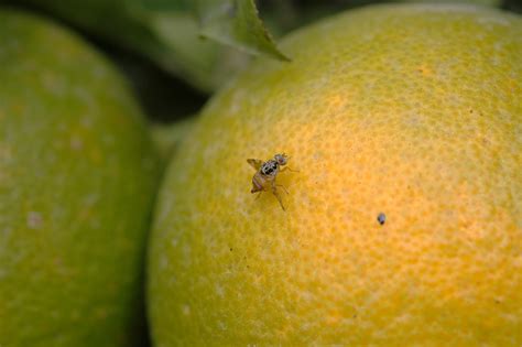 Mosca De La Fruta Gip C Tricos Ivia