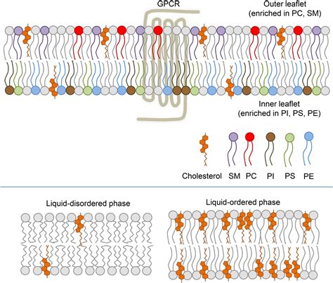 Changes In The Plasma Membrane In Metabolic Disease Impact Of The