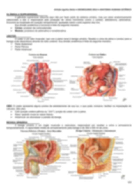 Solution Anatomia Humana Sist Mica Sistema Urin Rio Studypool