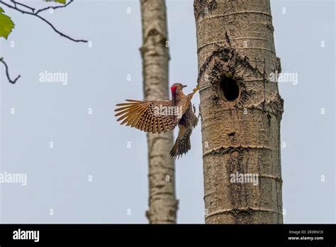 The Northern Flicker Colaptes Auratus Flying To The Nest Cavity